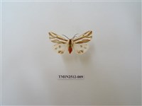 藏品(褐帶污燈蛾)的圖片